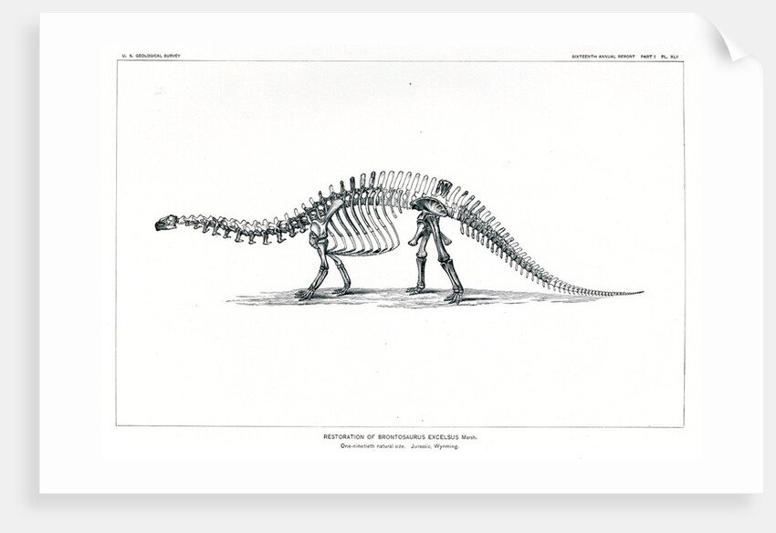 ‘Brontosaurus excelsius’ by Unknown